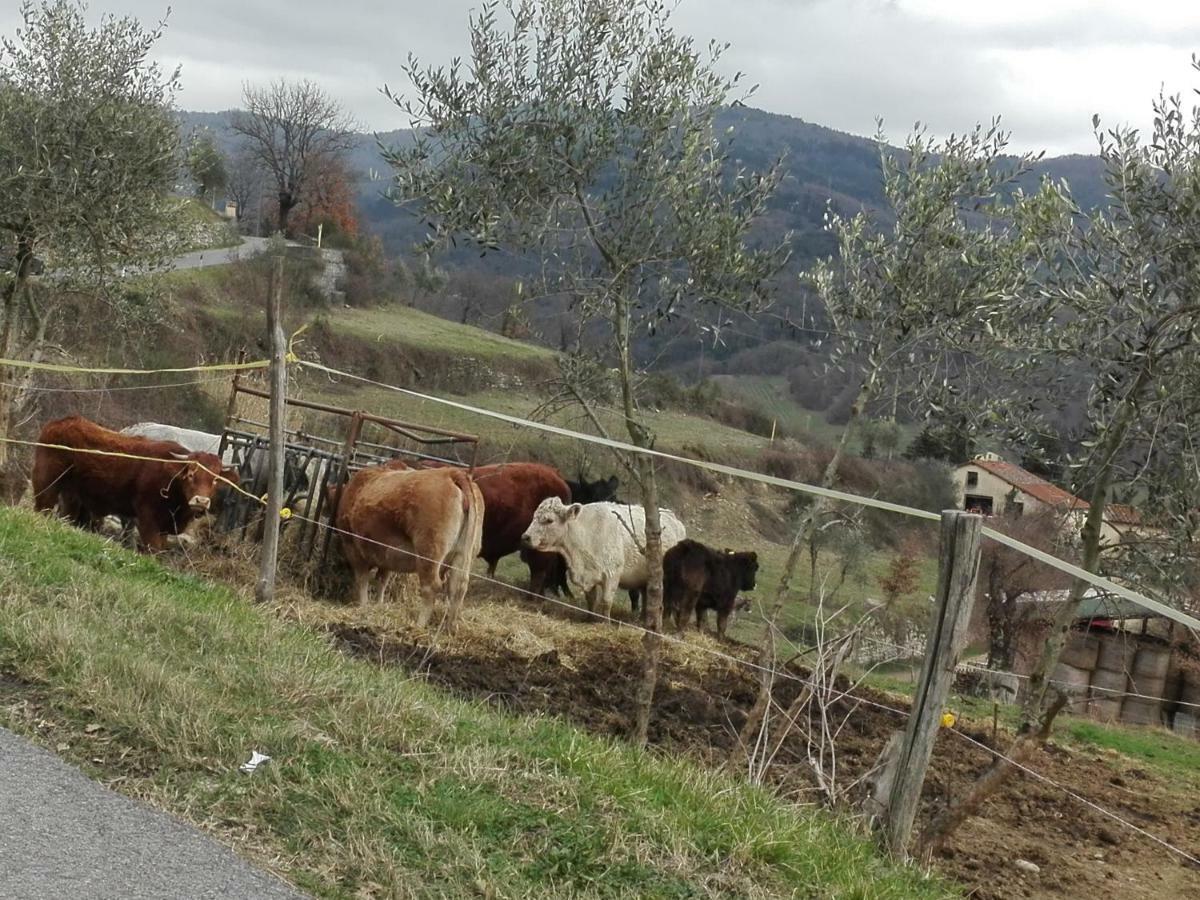 Fattoria Di Cintoia Villa Понтасиеве Екстериор снимка